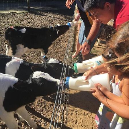 Sunflowers Animal Farm & Farmstay Margaret River Εξωτερικό φωτογραφία