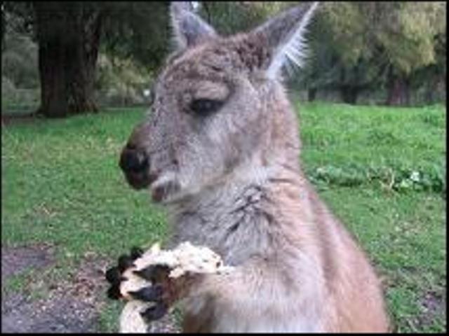 Sunflowers Animal Farm & Farmstay Margaret River Εξωτερικό φωτογραφία